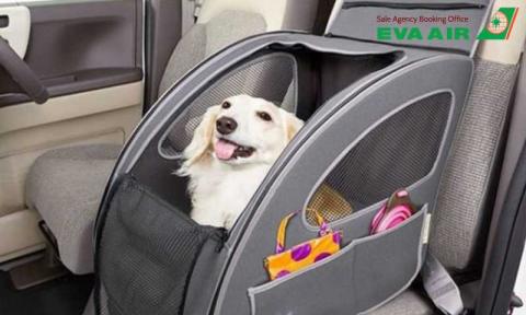 Quy định nhập cảnh thú cưng EVA Air tại các quốc gia mới nhất